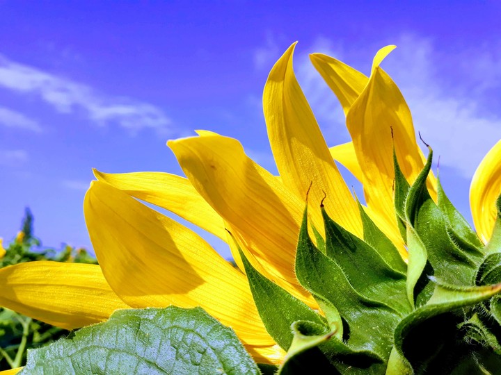 sunflower in the sky