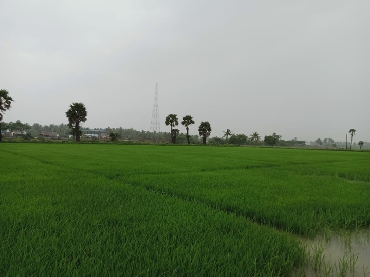 cultivation...in my home town
