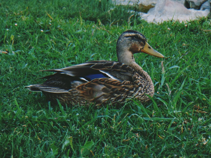 Duck