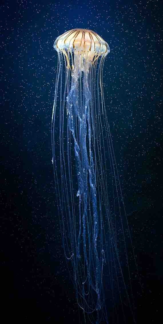 medusea