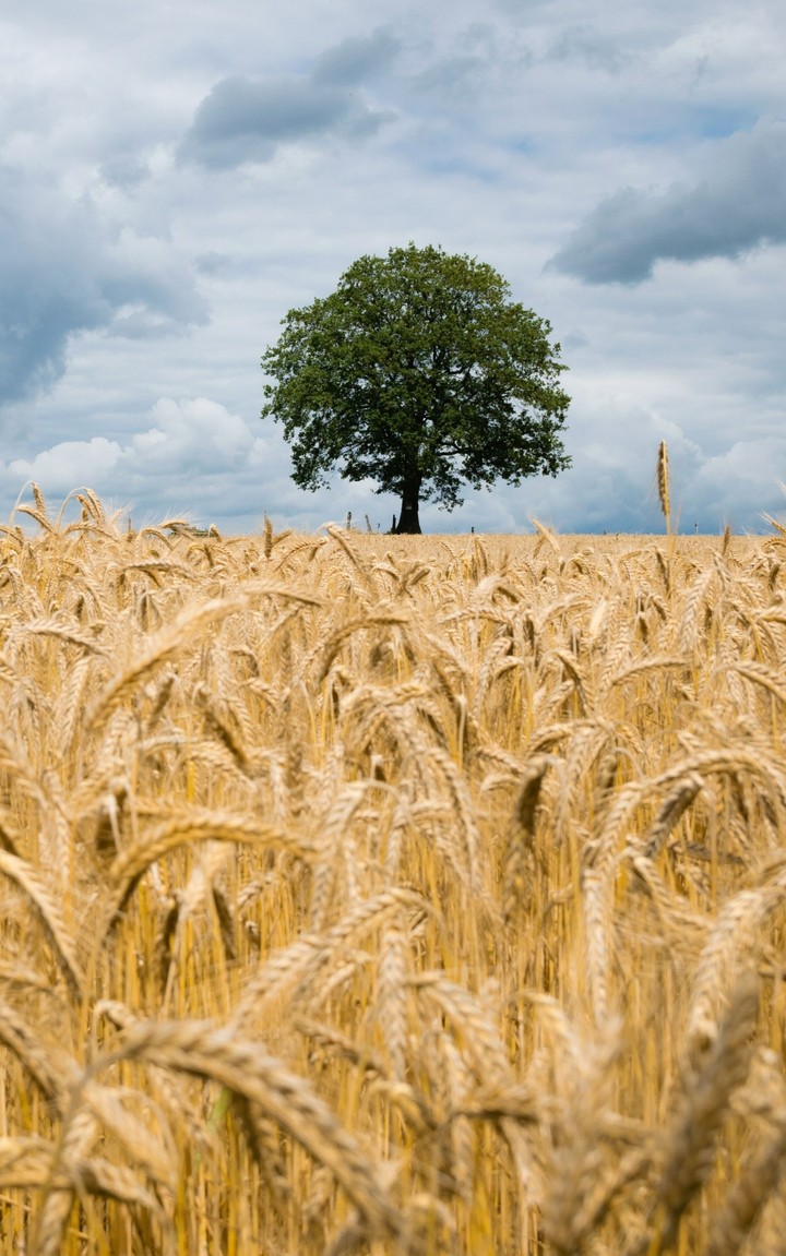 agriculture, wheat Hintergrundbilder