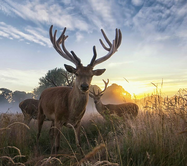 Wildlife