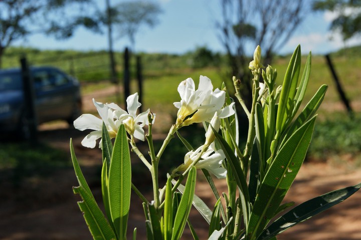 Flor em contra luz 2
