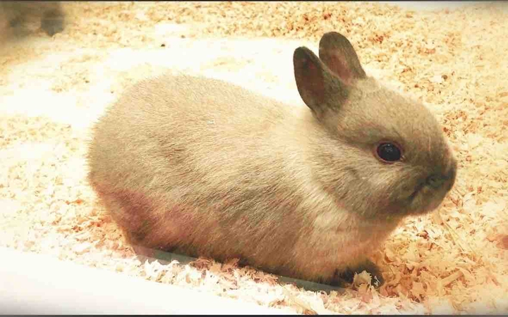 Baby rabbit