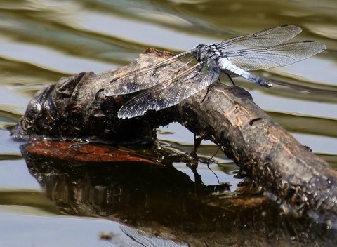 sfondi odonata, wetland