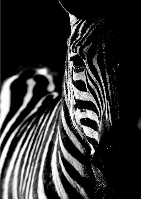 zebra