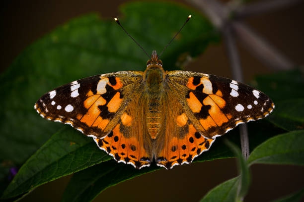 Unusually High Numbers of Painted Lady Butterflies Reported