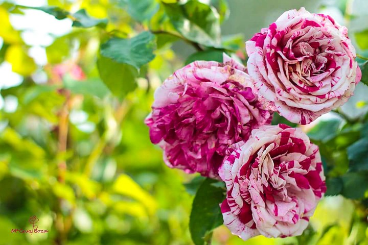 3 Rosas