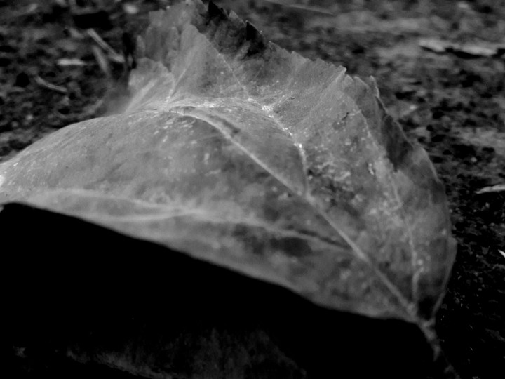 #black&white#leaf#night