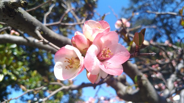 Spring