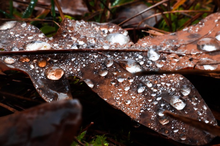 Blatt aus Nebeltropfen