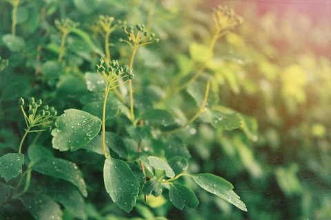 Beauty of the leaves in sunset
