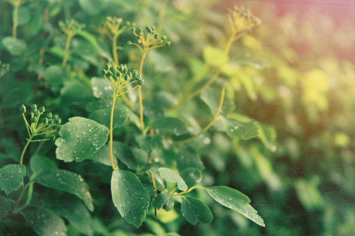 Beauty of the leaves in sunset