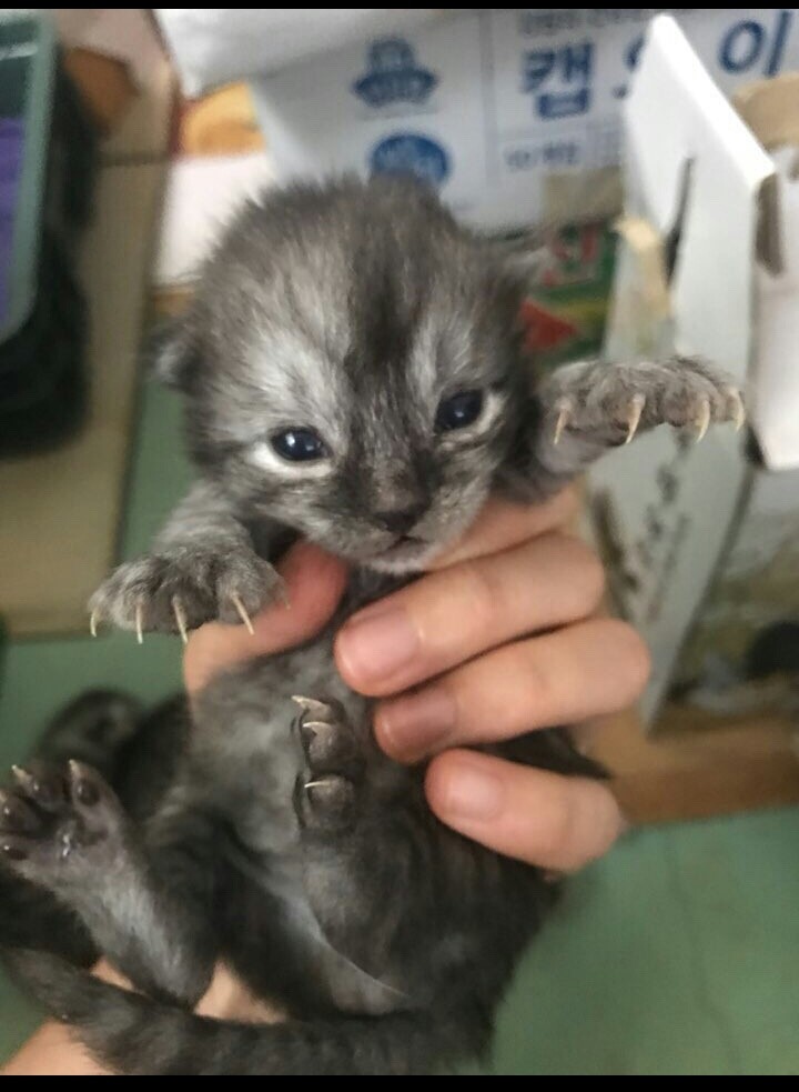 발톱 고양이