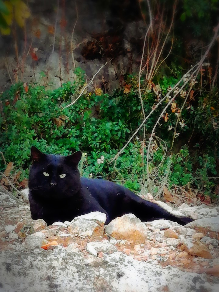 Gatito negro