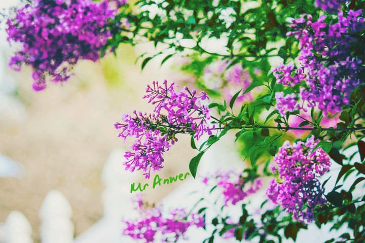 Purple color||