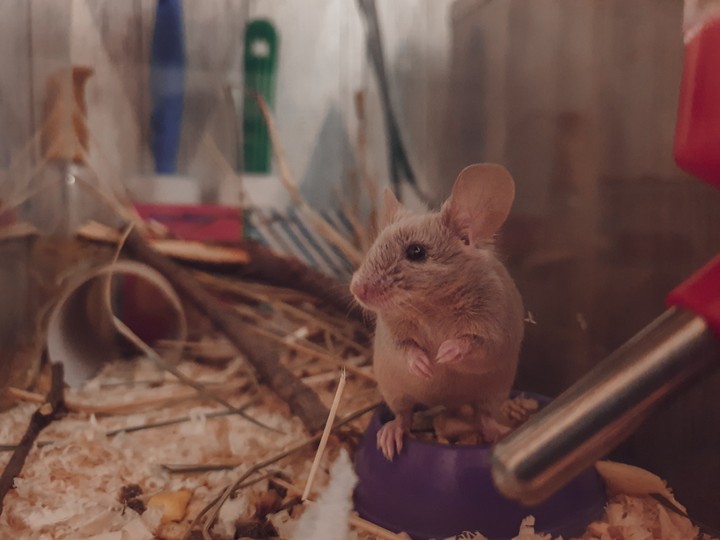 mouse