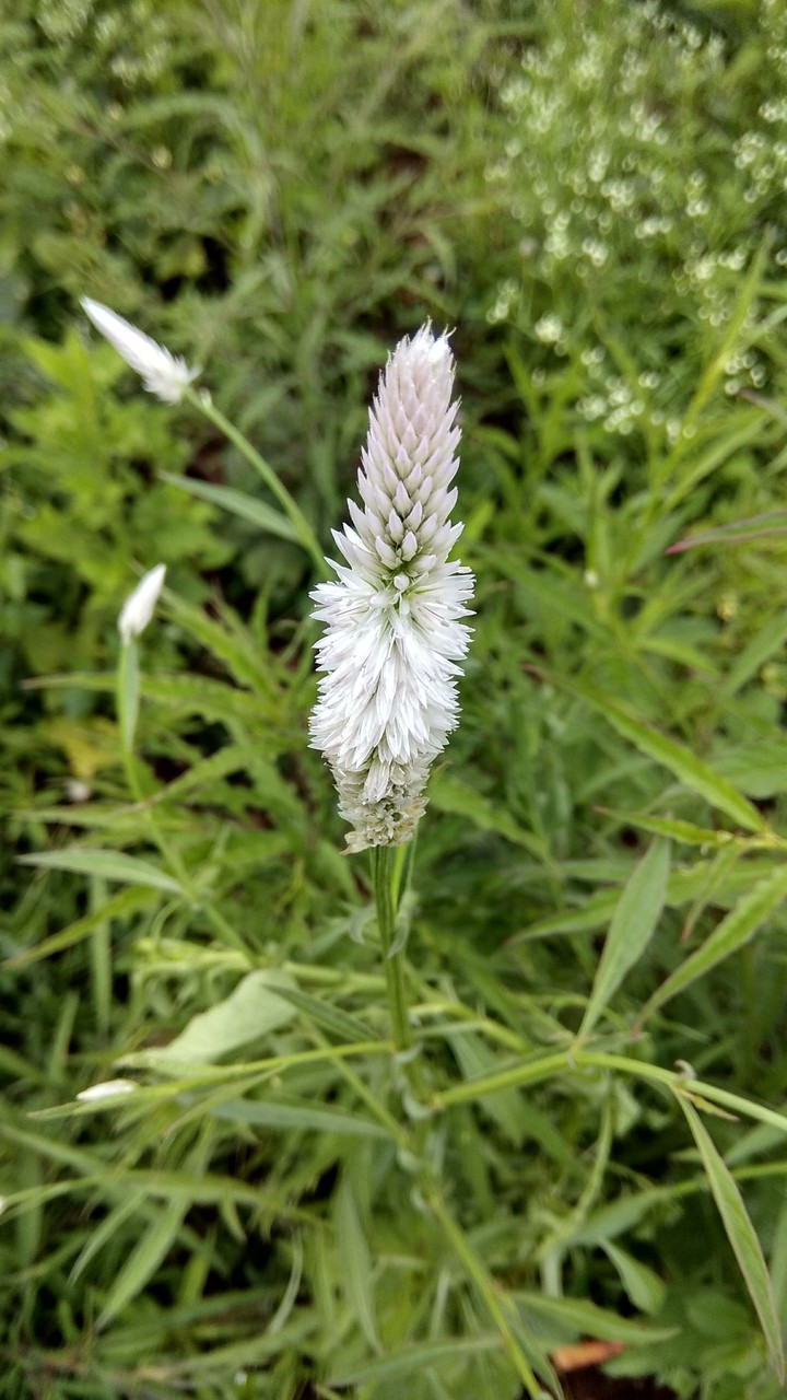 Nature