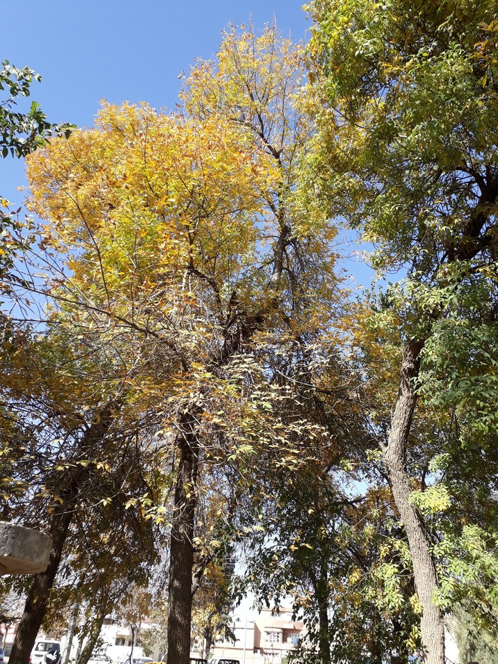 سروشت