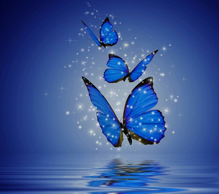 blue butterfly