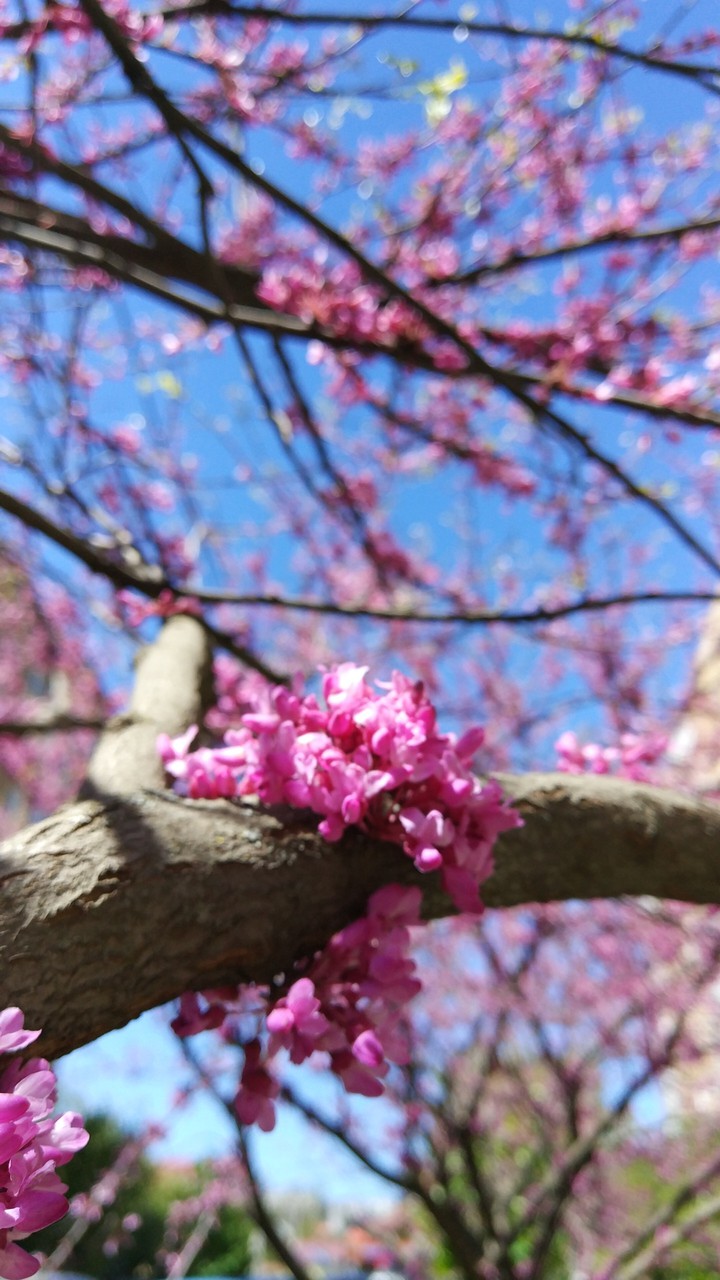Spring