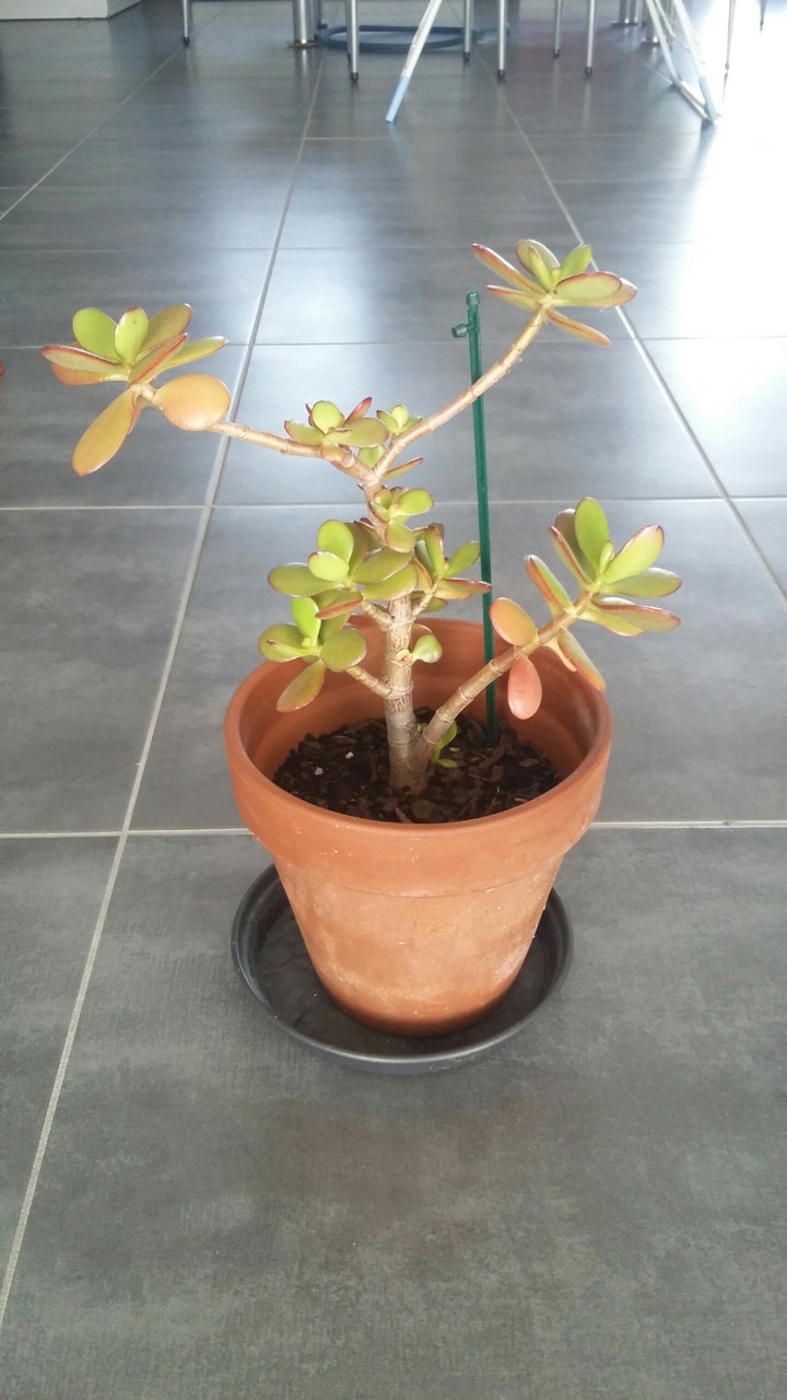 plante trop belle