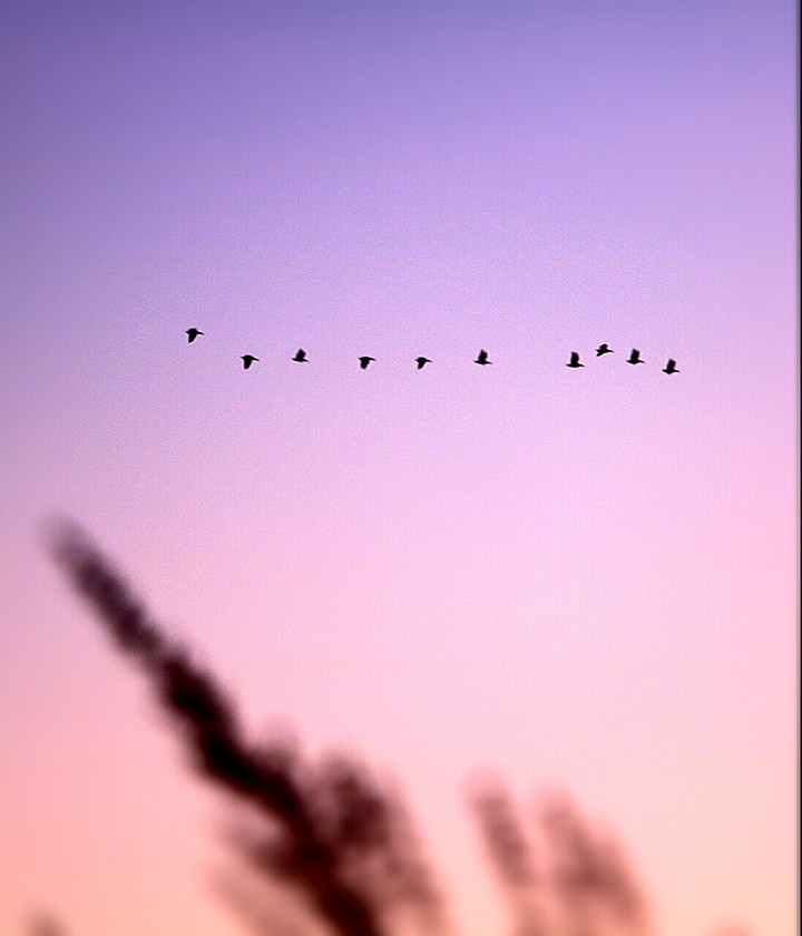 birds & pink sky