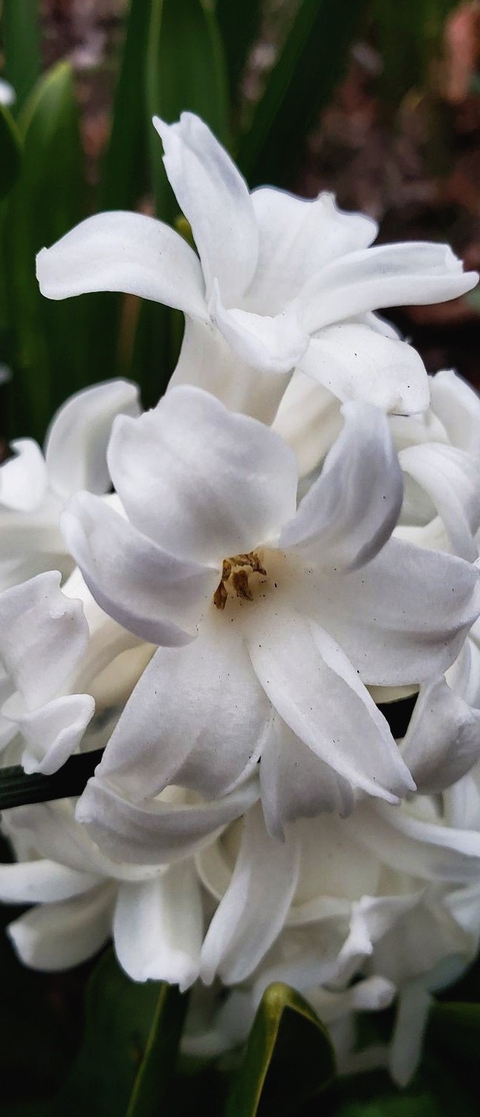 hình nền tuberose, march
