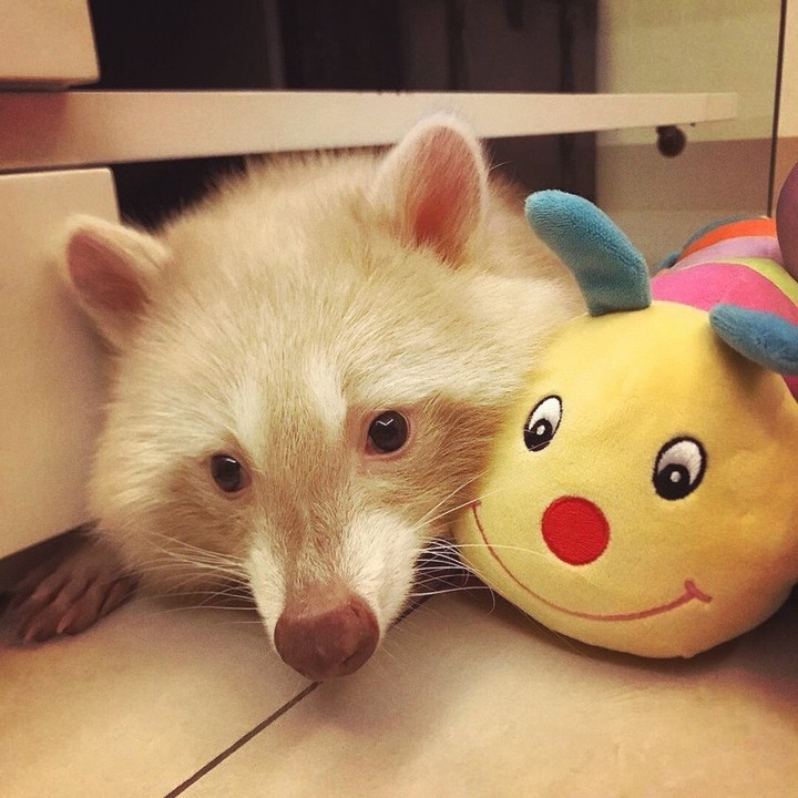 Raccoon