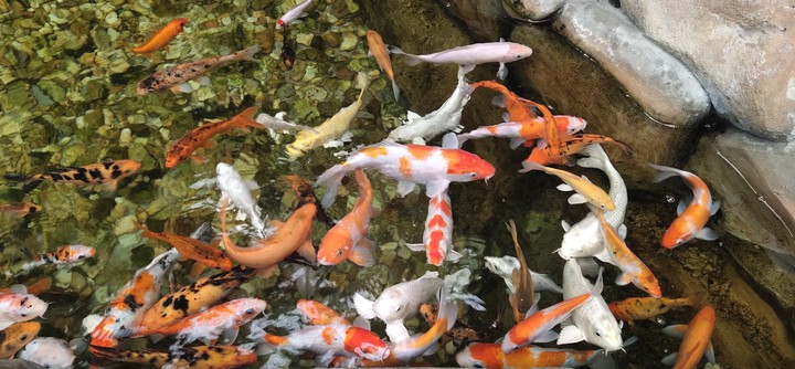 koi