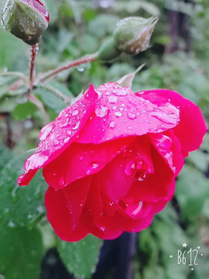 Rose