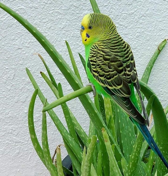 A beautiful visitor