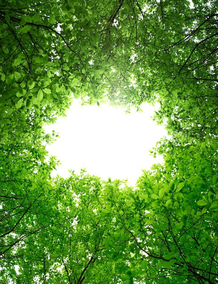 wald