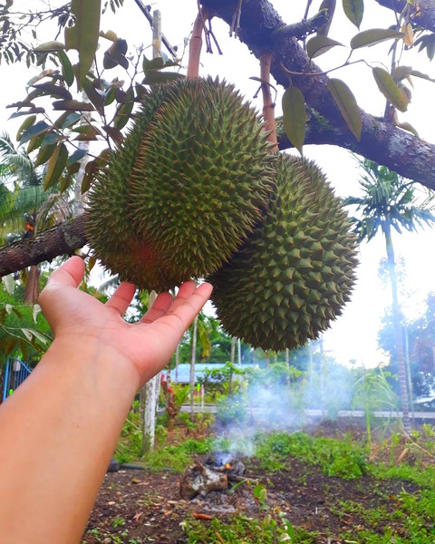 Durians