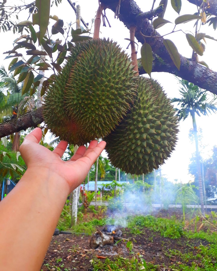 Durians