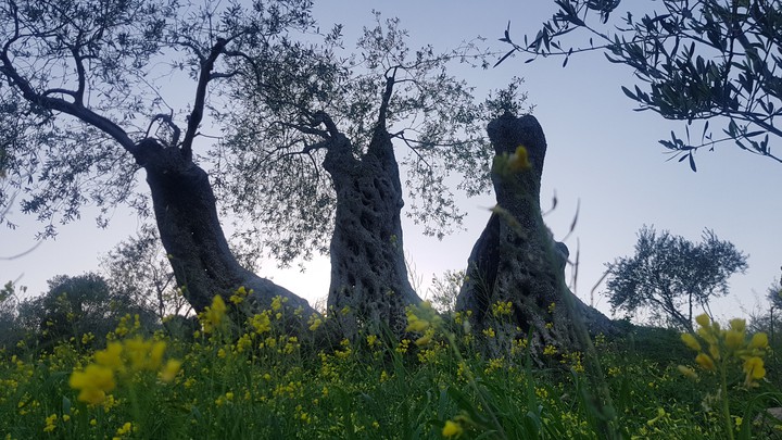 Three sisters