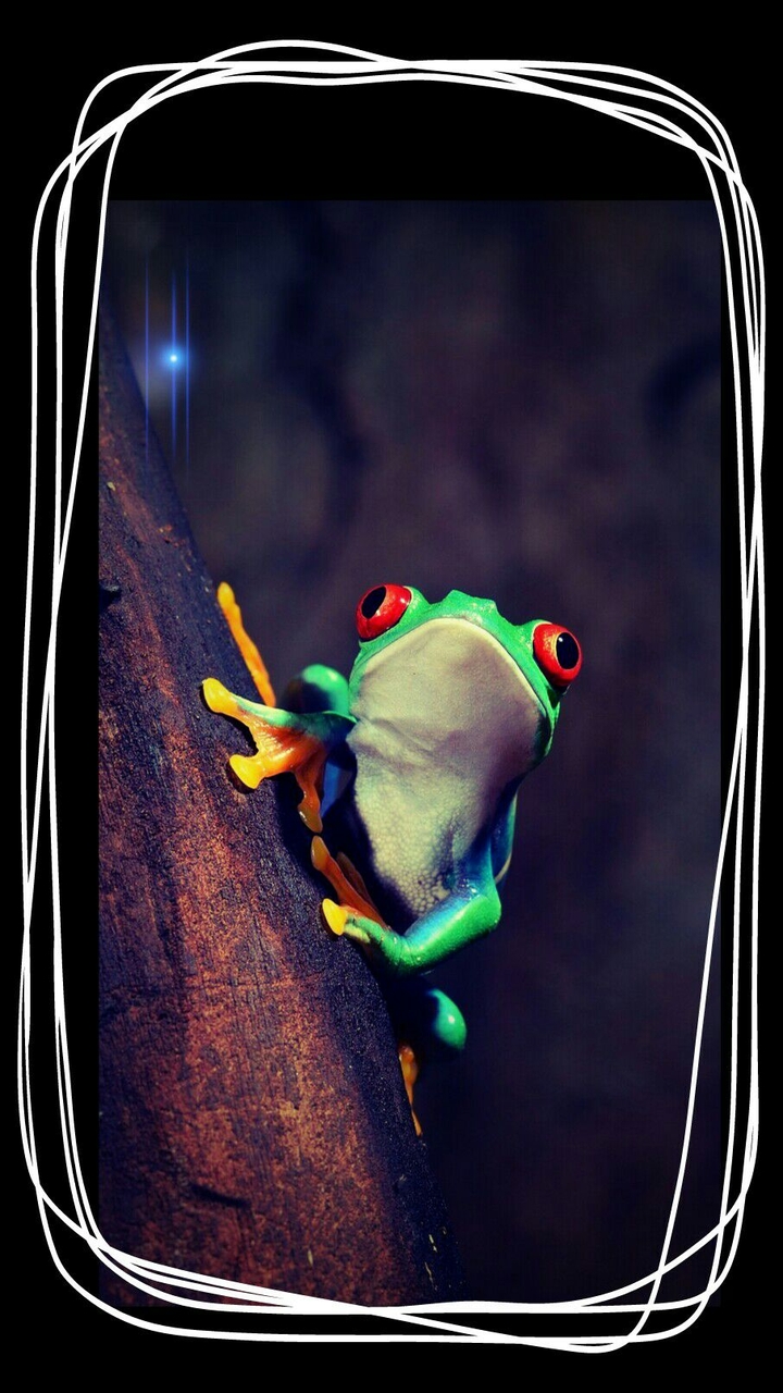 cutiiee frog