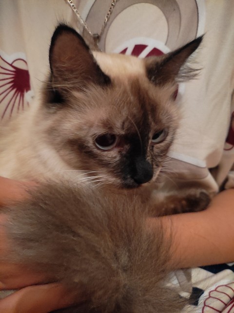 tapety whiskers, Balinese