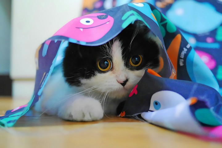 cat