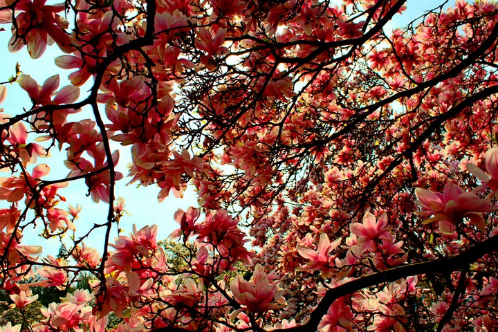 Magnolia Tree