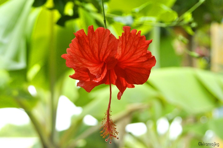 Chembarathy Poovu