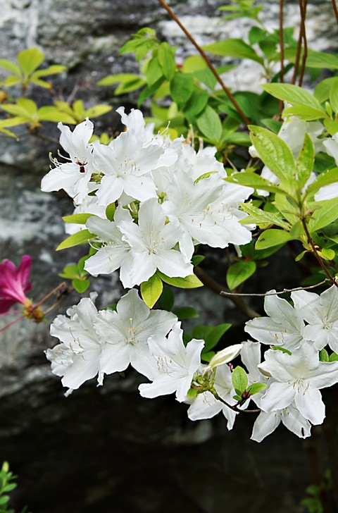 tapety lily, petal