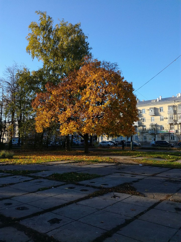 Autumn tree