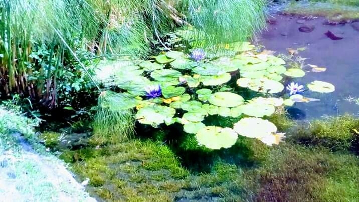 naturaleza