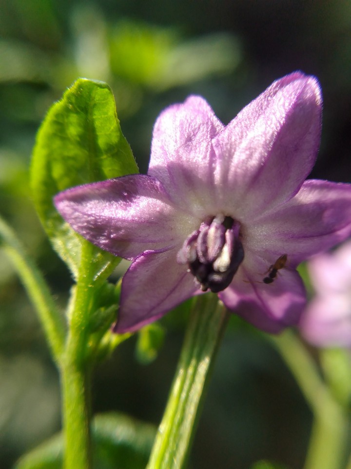 A flower with sun light