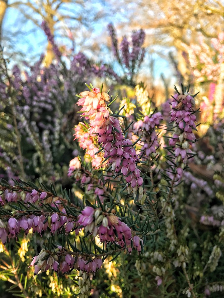 nature