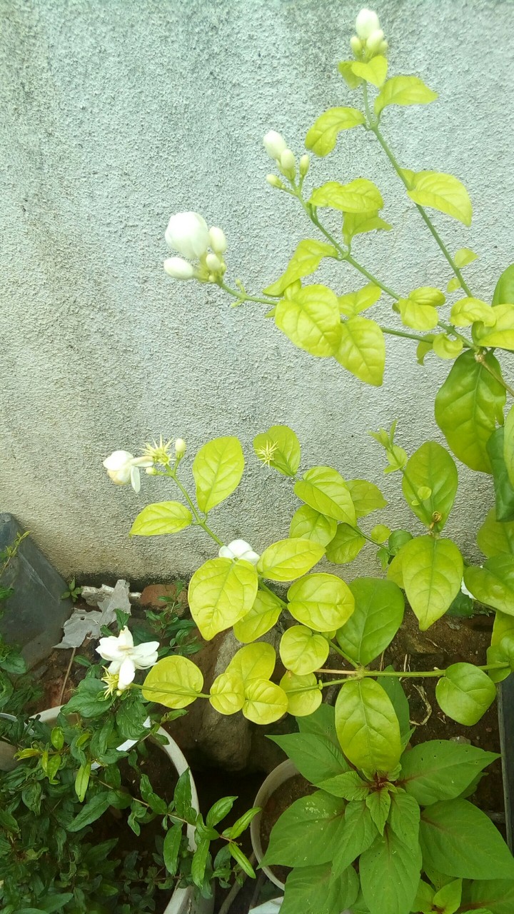Jasmine