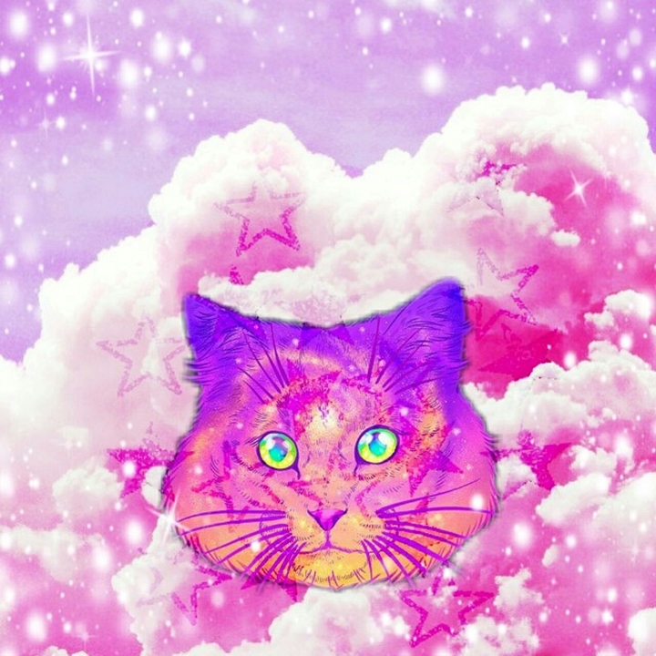 Gato★