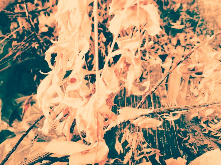 leaf