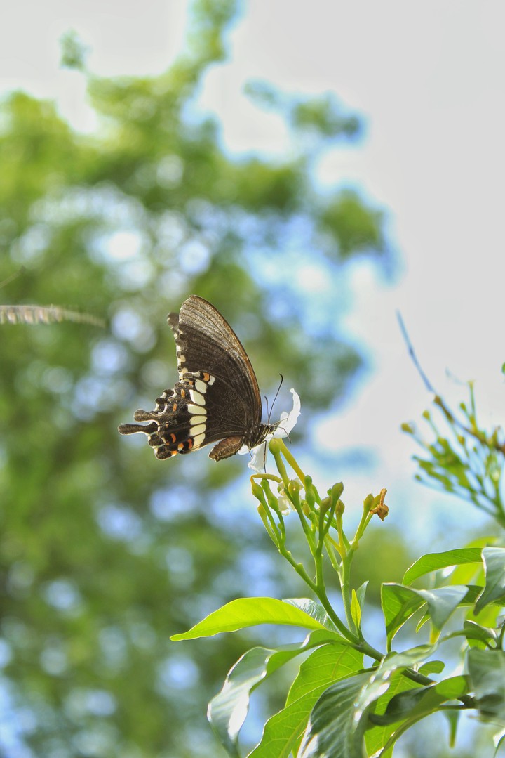 butterfly